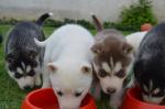 3 chiots husky sibérien - Miniature