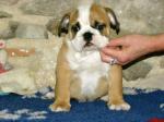 Magnifique mâle boulldogue francais - Miniature