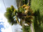 Donne grand palmier - Miniature
