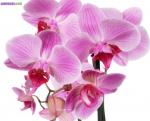 Ne jetez pas vos orchidées - Miniature