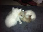 Animaux chatons - Miniature