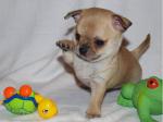 A donner chiot type chihuahua femelle - Miniature
