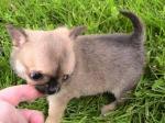 2 chiots males chihuahuas poil court lof - Miniature