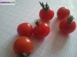 Vends 40 graines tomates petit moineau veritable et bio - Miniature