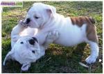Adorable chiots bulldog anglais a vendre - Miniature