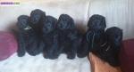 6 chiots femelles grand caniche noir (royal) lof - Miniature
