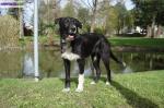 A adopter "youla" chienne type border collie - Miniature