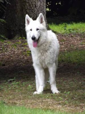 Etalon Berger Blanc Suisse pour saillie