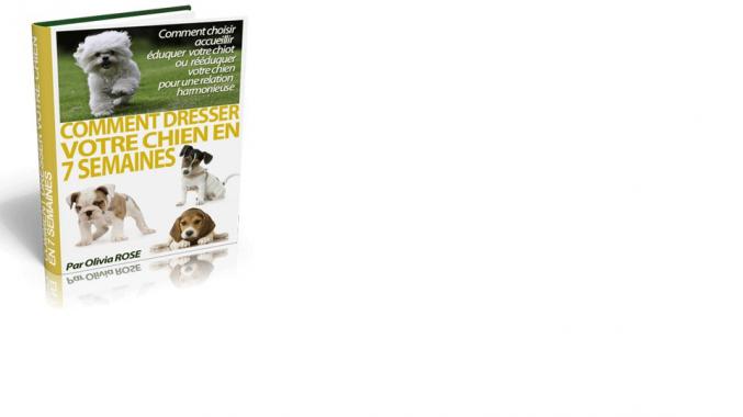 Comment Dresser Son Chien soi-même