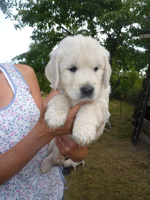 Magnifiques chiots type golden retriever