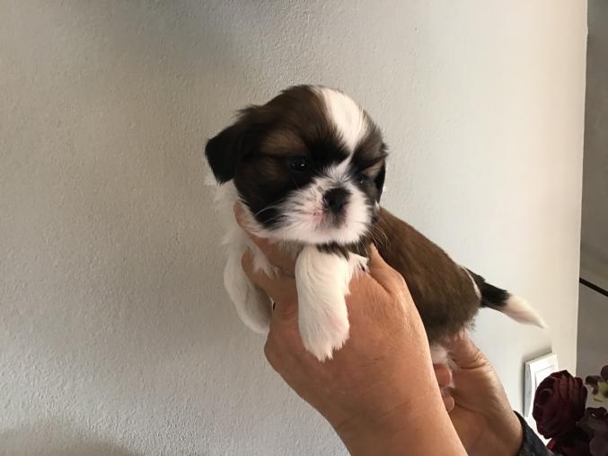 5 magnifiques bébés Shih tzu