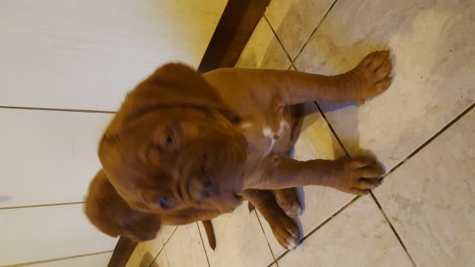 Chiot dogue de bordeaux