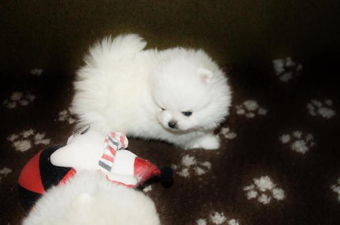 Spitz nain LOF disponible pour adoption