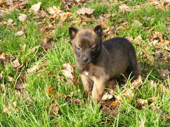 Berger malinois LOF à donner