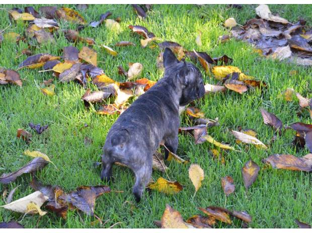 BOULEDOGUE FRANCAIS