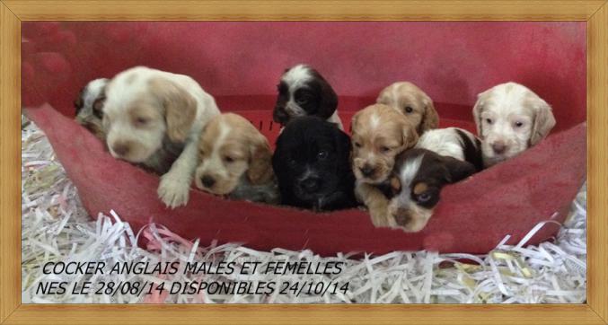 Chiots Cocker anglais