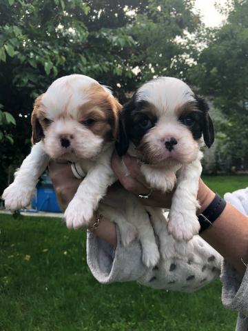 ADORABLES Chiots Cavalier King Charles à réserver