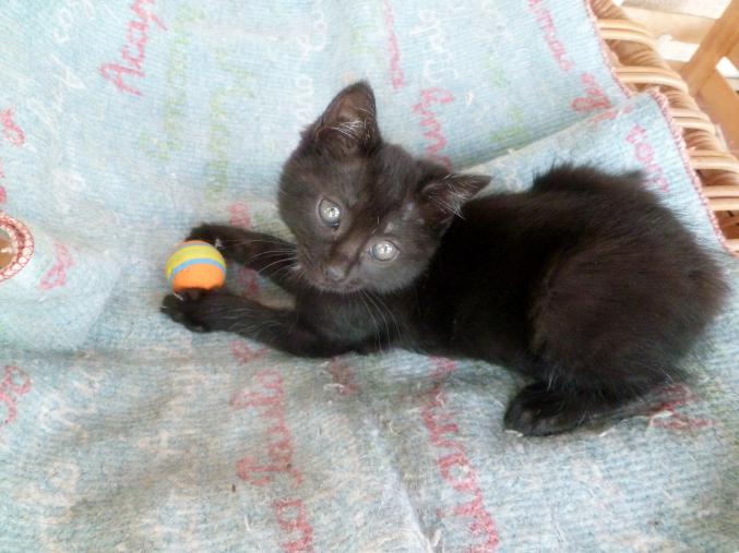 Chatons quasi sevrés