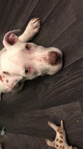 Chienne pitbull albinos