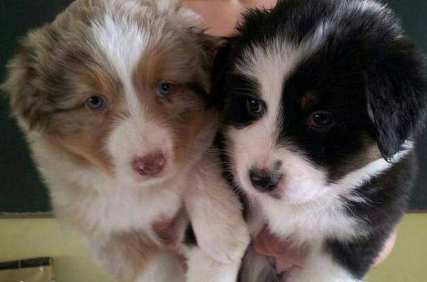 VENDS ADORABLES CHIOTS BERGERS AUSTRALIENS