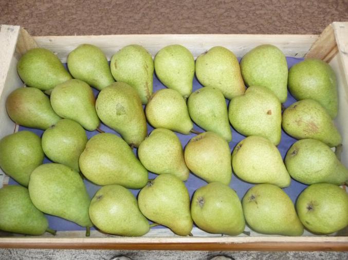 Poire Guyot & William