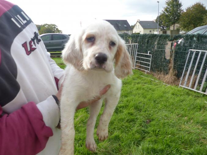 Donne chiots type setter anglais