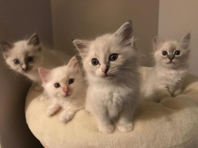 Splendide Chatons A Réserver Type Sacré De Birmanie