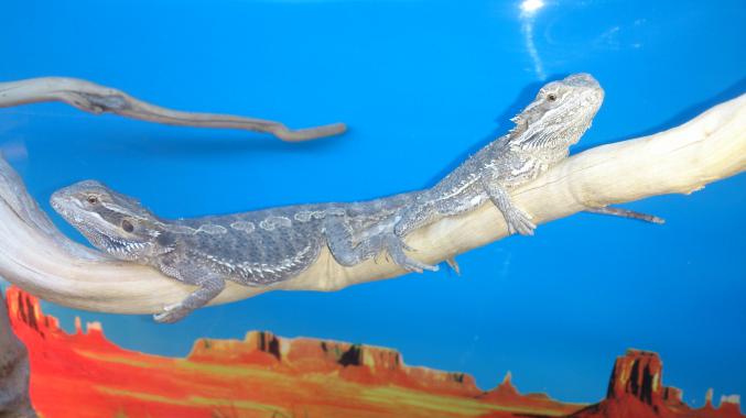 Pogona Vitticeps MÂLE