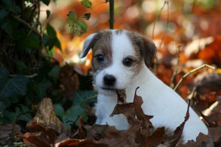 Mignons chiot jack russel