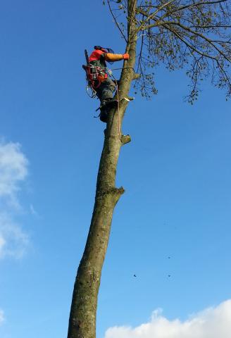 Abattage, Elagage, entretien espaces verts, jardin