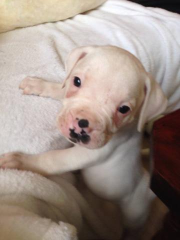 Chiots bouledogue americain standard loba