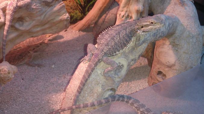 Pogona Vitticeps FEMELLE