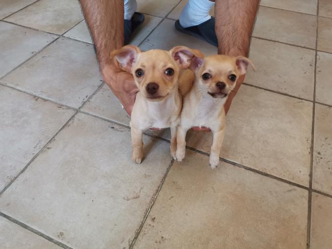 Vends chiots chihuahua