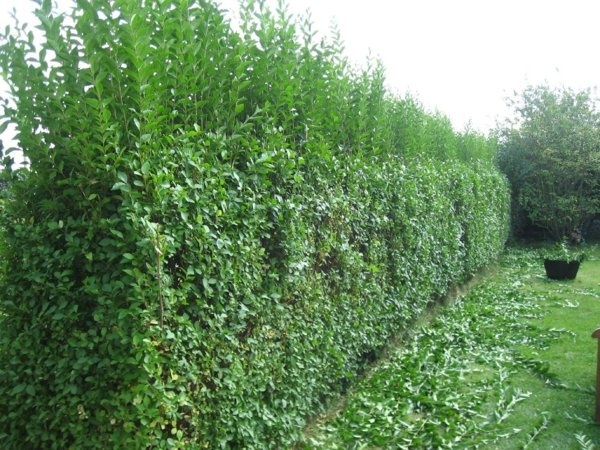 Elagage Abattage Taille Entretien Jardinier