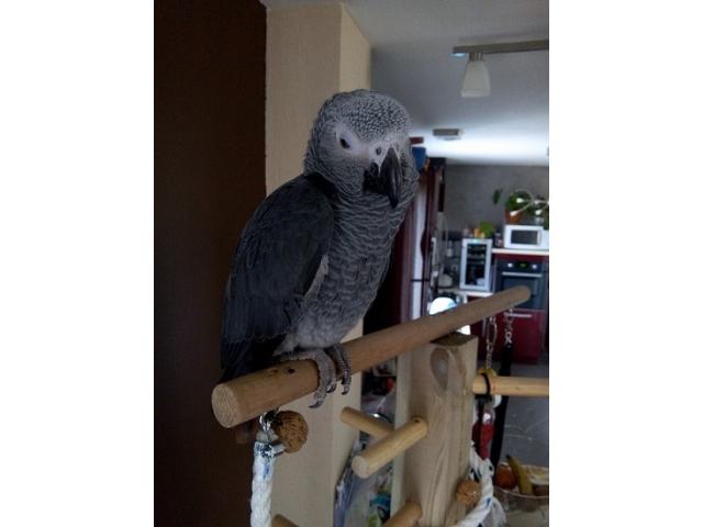  Adorable gris du Gabon mâle avec cage