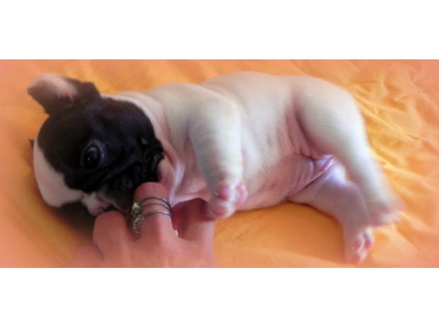 CHIOTS BOULEDOGUES FRANCAIS