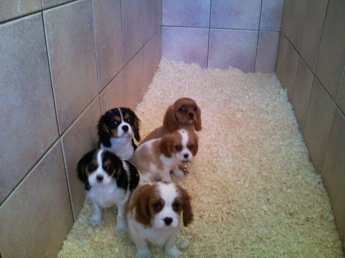 Chiots Cavalier King Charles LOF