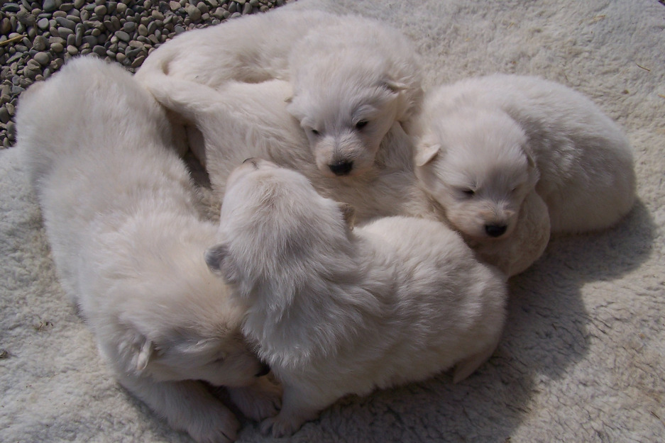Chiots berger blanc suisse