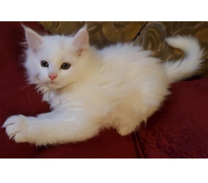 Nous donnons gratuitement deux adorables chatons Maine Coon femelle et un mâle.