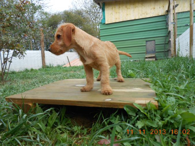 Chiot Basset Fauve de Bretagne LOF