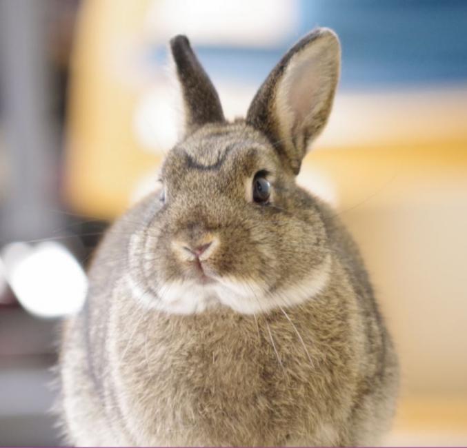 Garde d'animaux Niort Pet-Sitter