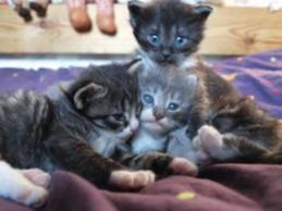 Chatons Norvégien LOOF