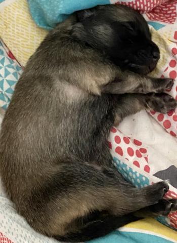 A réserver chiots Berger Belge tervueren 