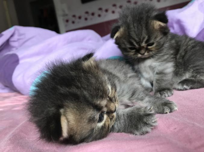 Chaton femelle type persan