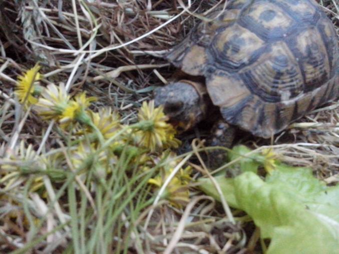Tortue terrestre