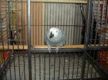 Magnifique perroquet femelle type gris du Gabon