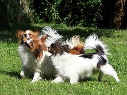 Epagneul Nain continental Papillon type non lof
