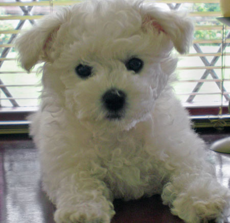 Chiots type Bichons Maltais non L.O.F.