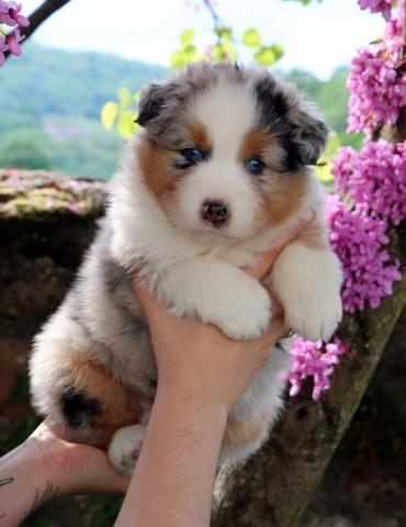 A donner magnifique Chiot berger australien