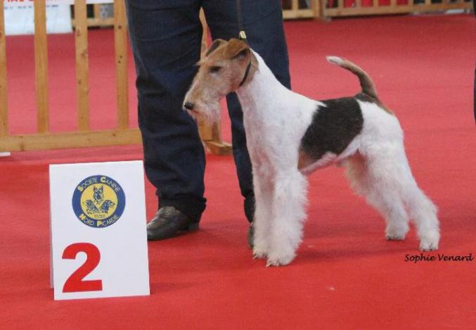 CHIOTS FOX TERRIER A RESERVER